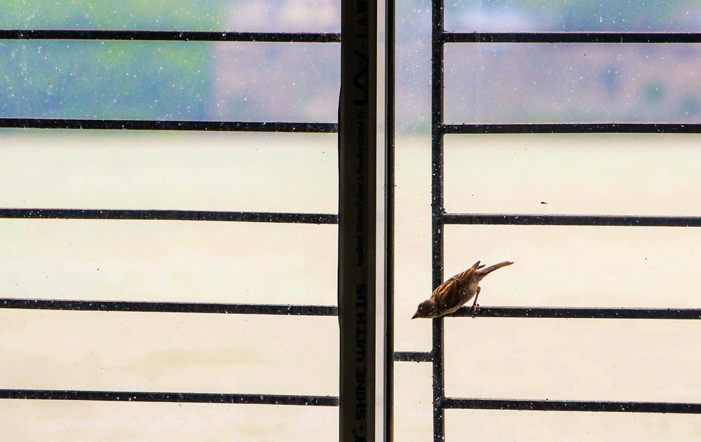 Фотография автора Debapriya Dasgupta