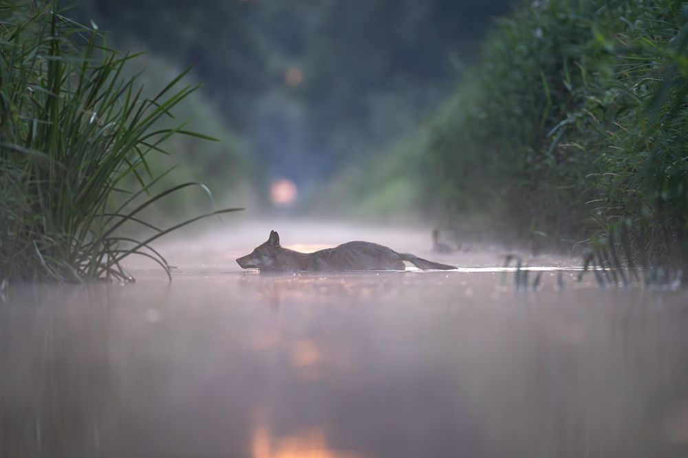 Photograph by Hubert