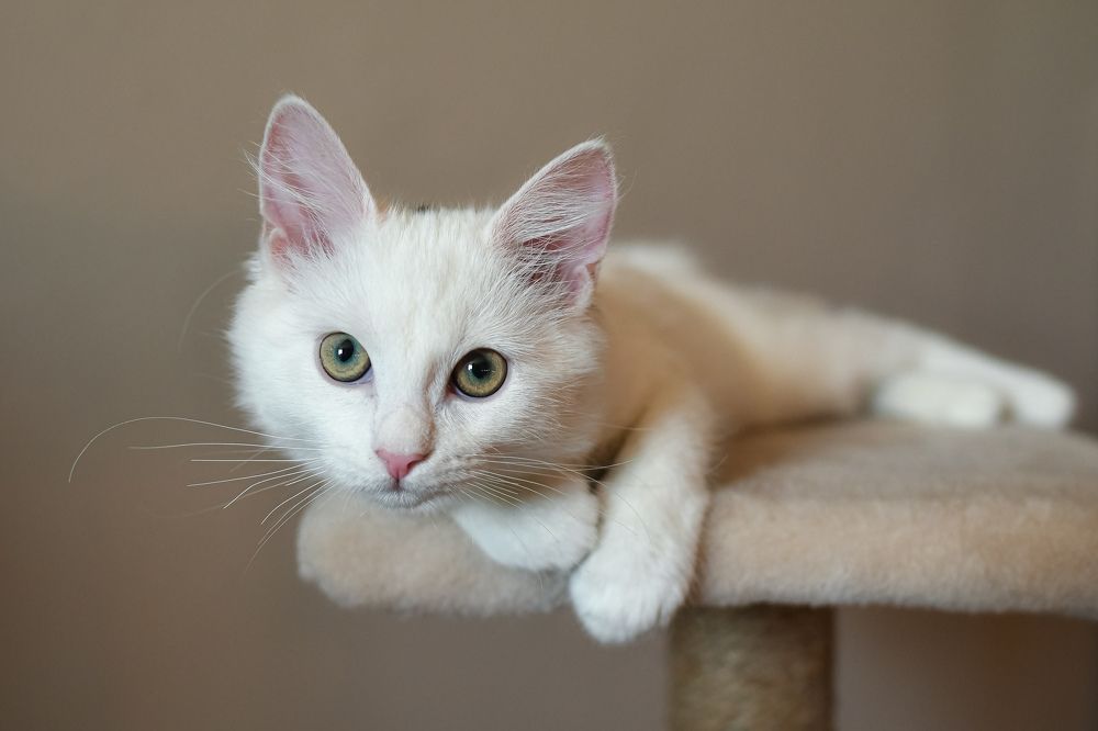 Photograph by Елена Лындаева