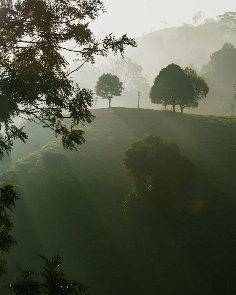 Sunrise over a tea plantation.