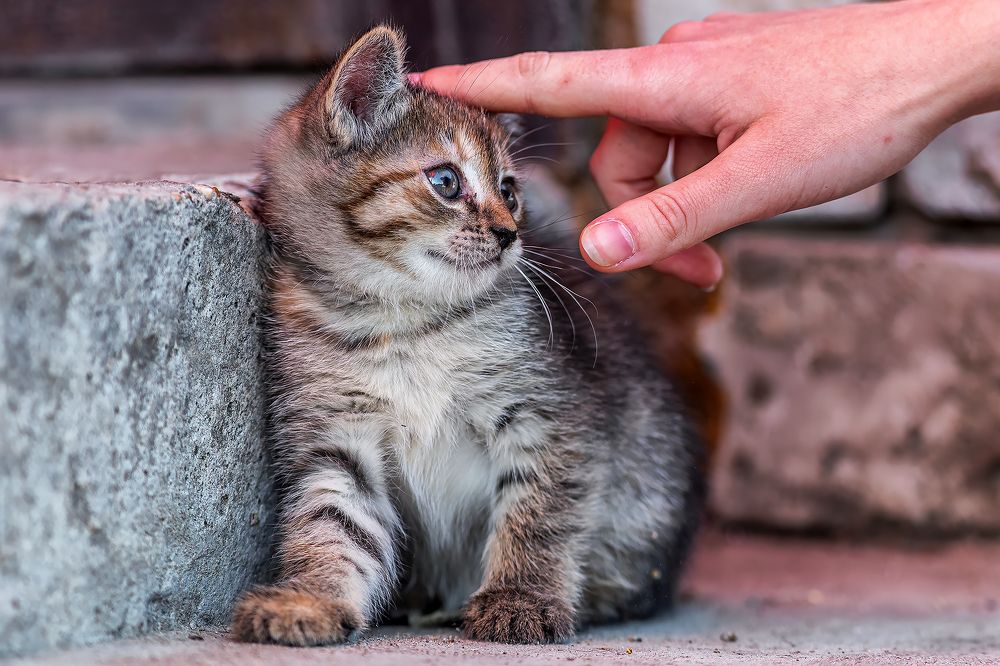 Чердаклинский котёнок