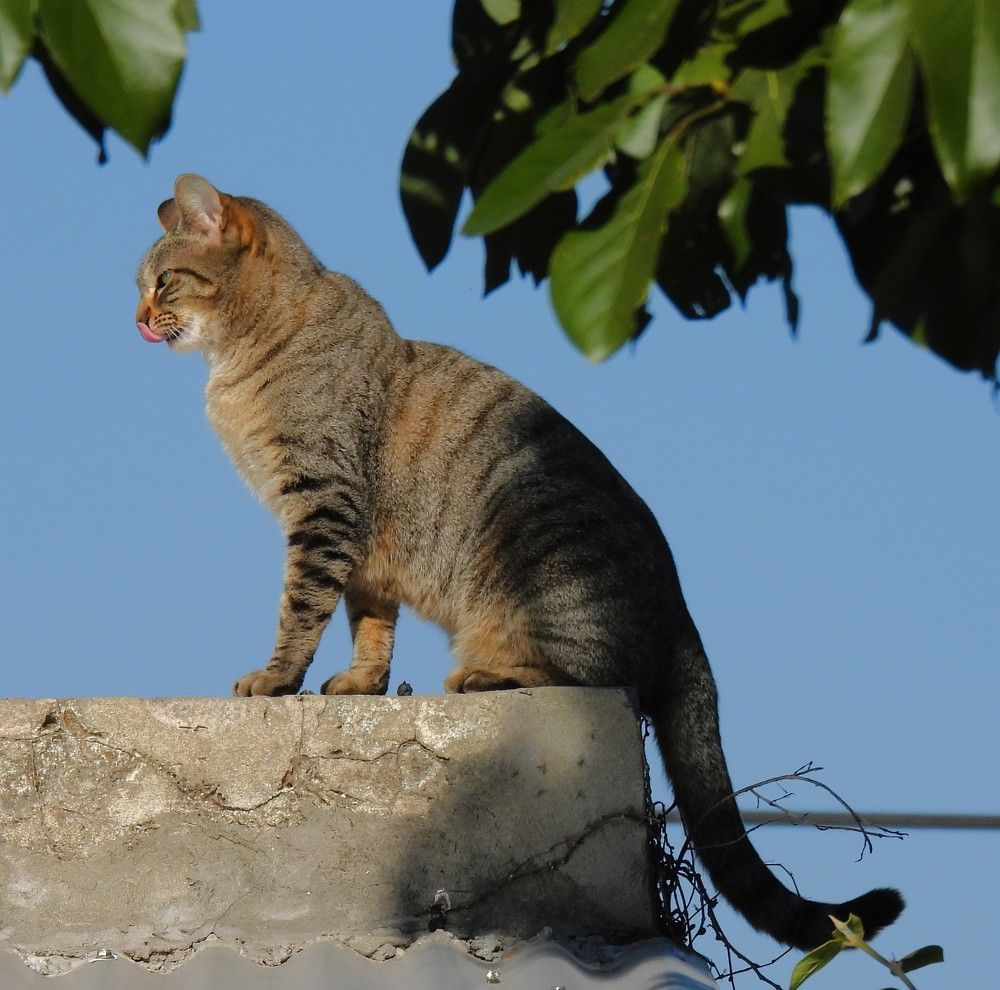 Cerca del cielo