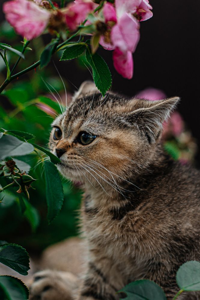 Photograph by Евгения Фоменкова