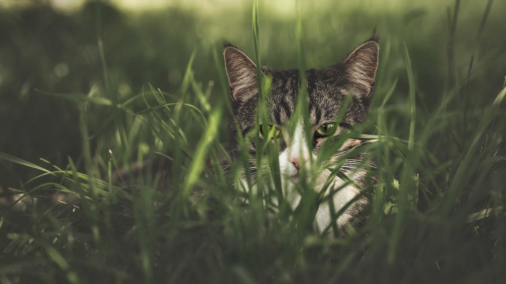 Фотография автора Мороз Ирина