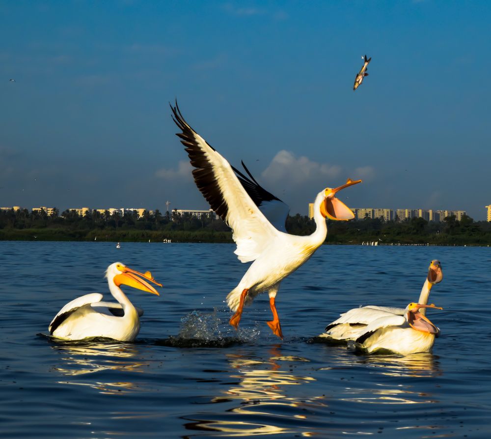 Фотография автора fabio chiari