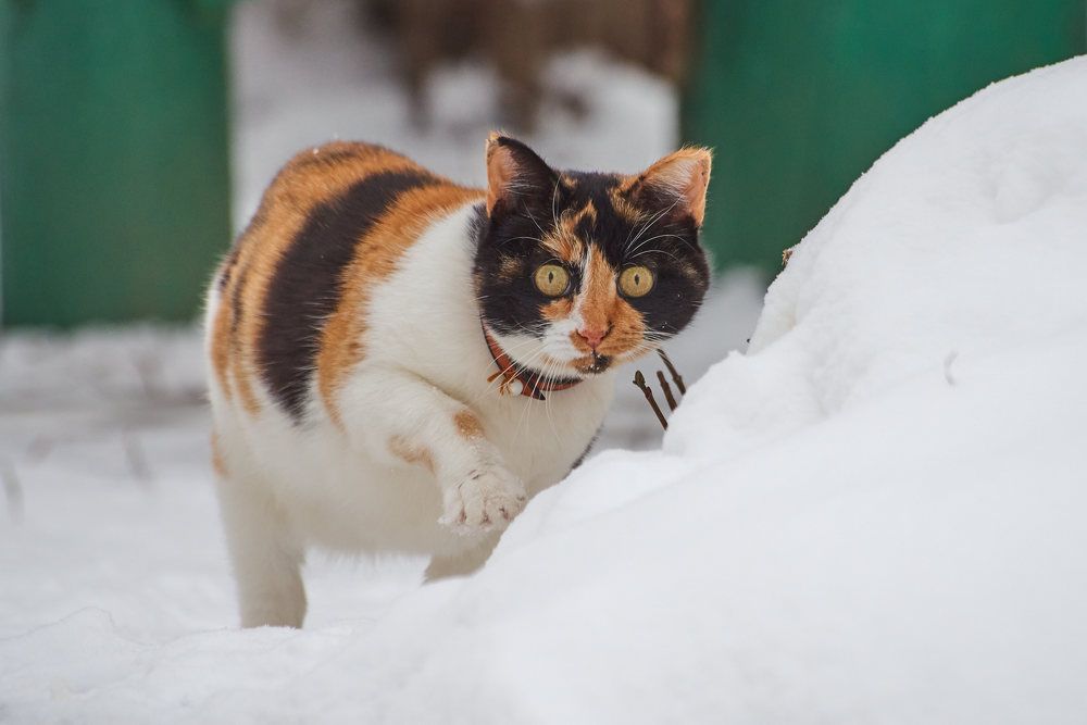 Photograph by Дмитрий Солодухин