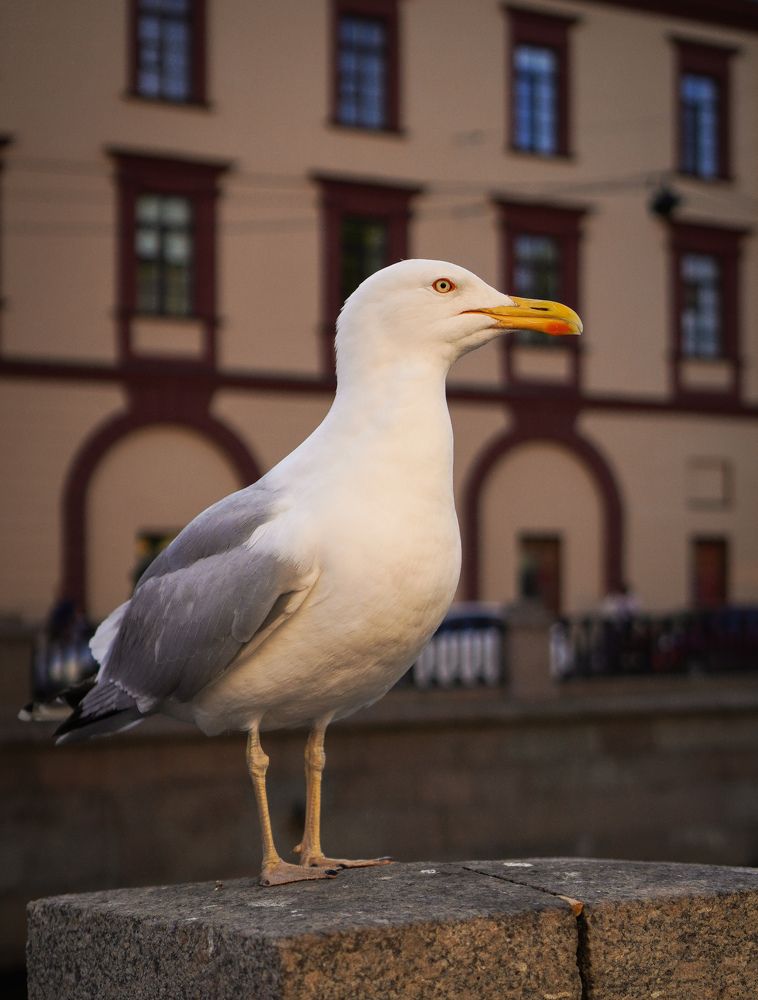 Photograph by Дмитрий Хорошилов