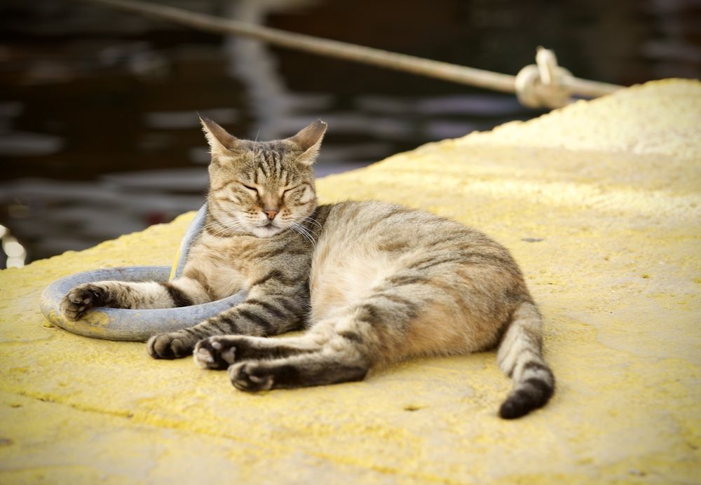 Photograph by Елена Ковалева