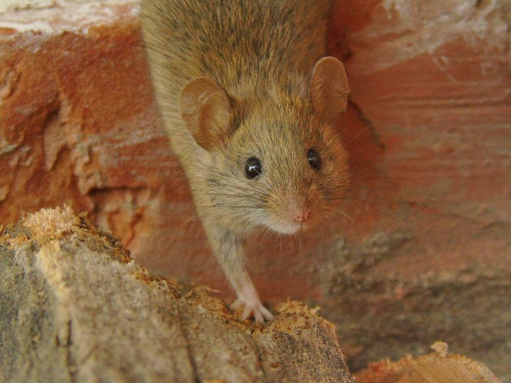 Photograph by Надежда Батракова