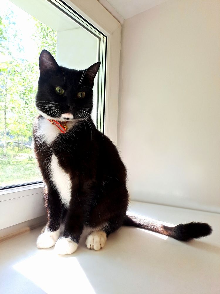 Одомашненный Маркиз