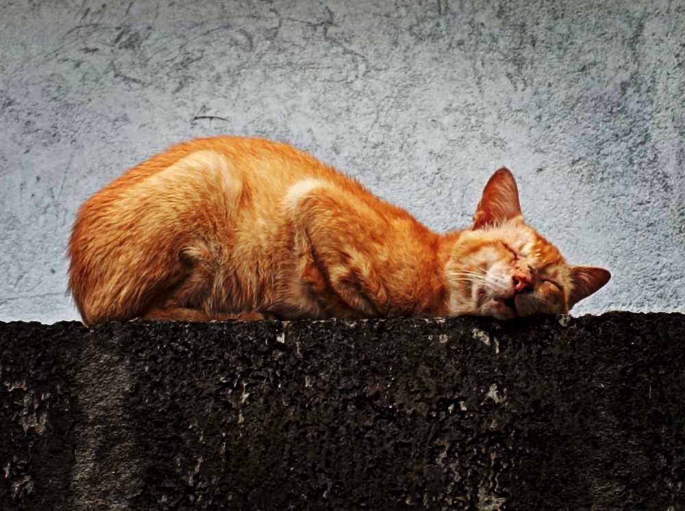 Photograph by Niveka Pushparasa