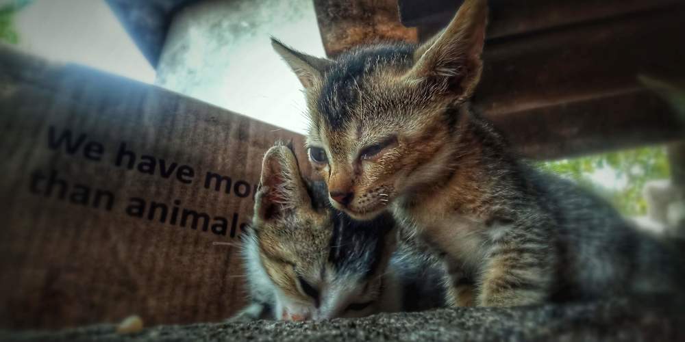 Photograph by Niveka Pushparasa