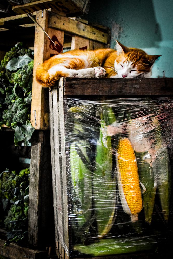The Cat And The Corn