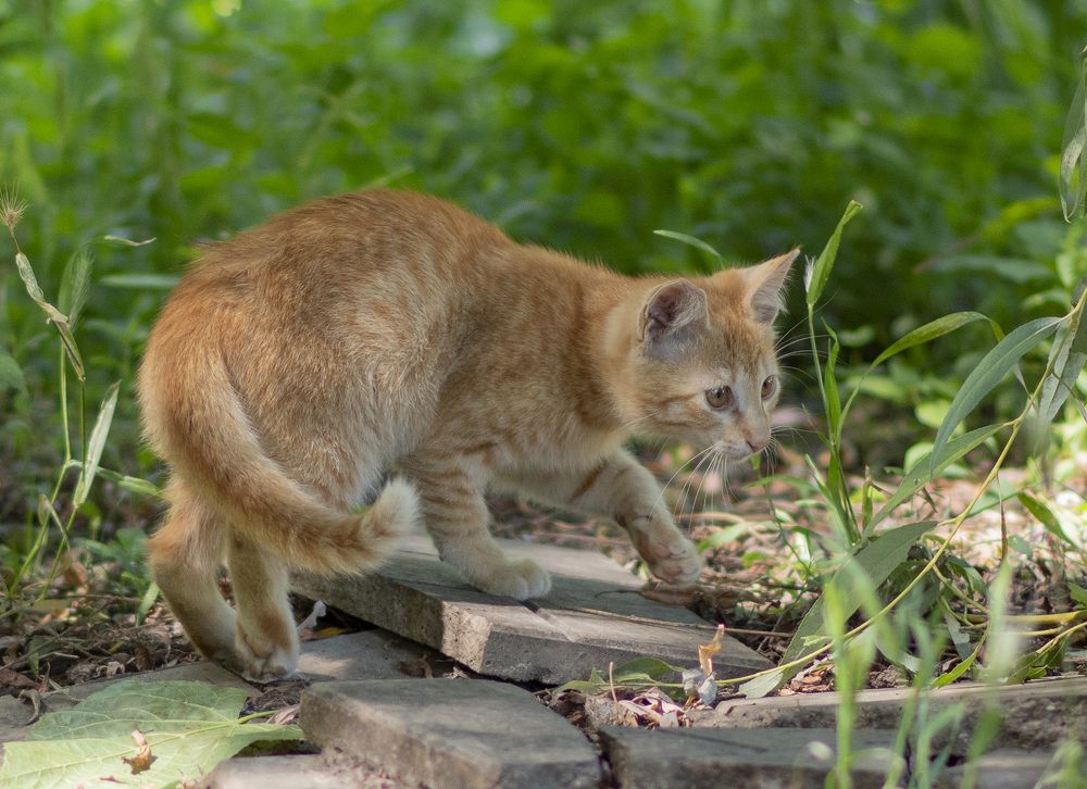 Фотография автора Шипунова Ирина