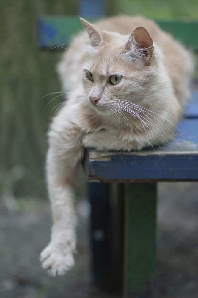 Фотография автора Шипунова Ирина