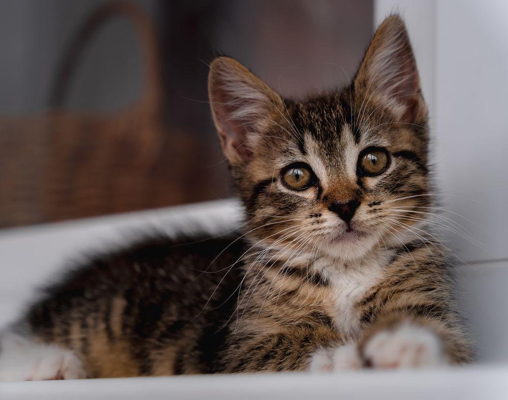 Фотография автора Дмитрий Себрин