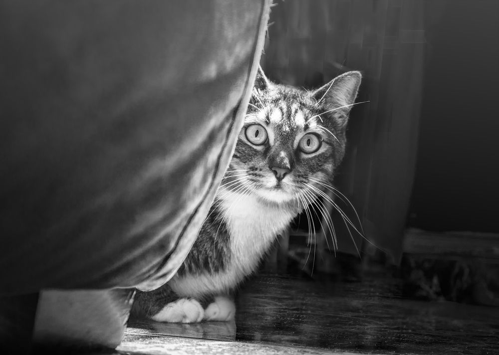 Photograph by Montserrat Alviani