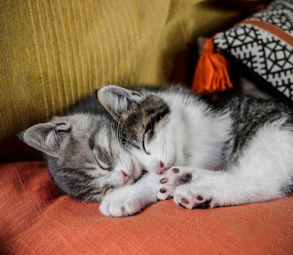 Photograph by Svetlana Pascoal