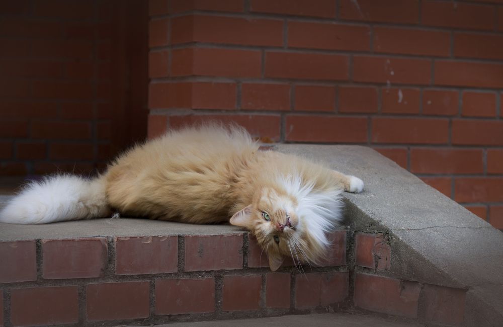 Photograph by Елена Иванова