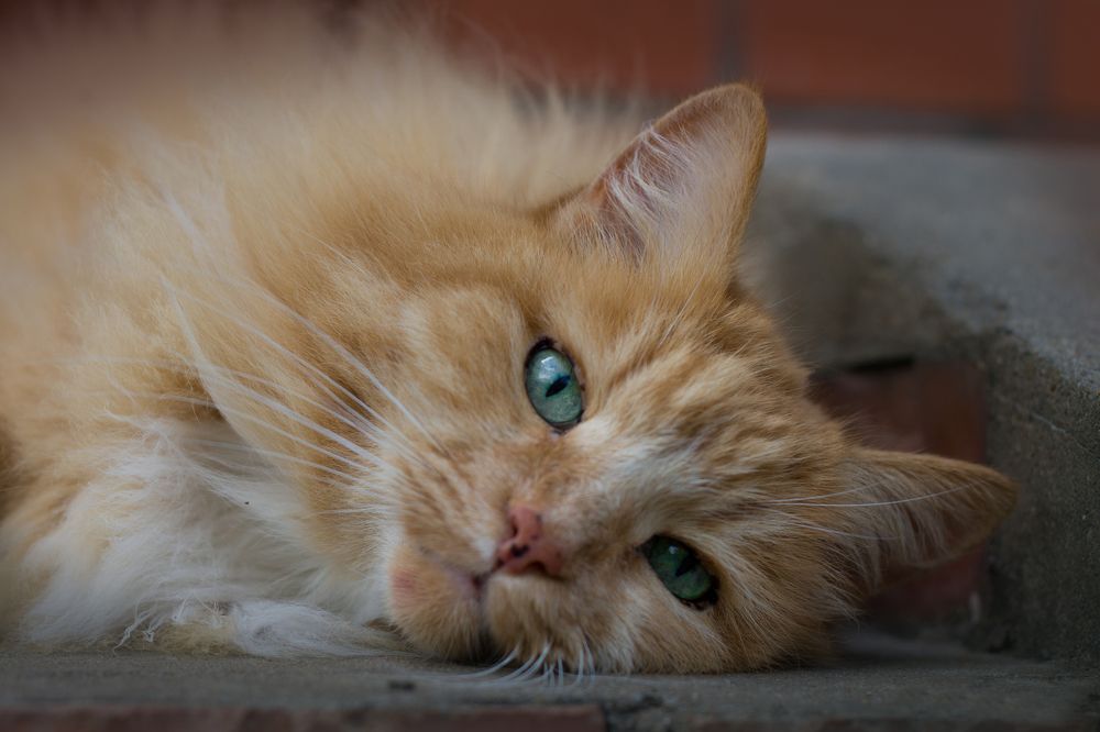 Photograph by Елена Иванова