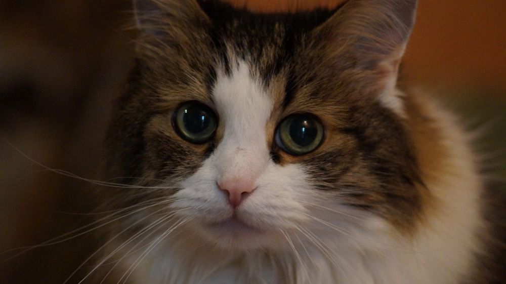 Photograph by Надежда Кнак