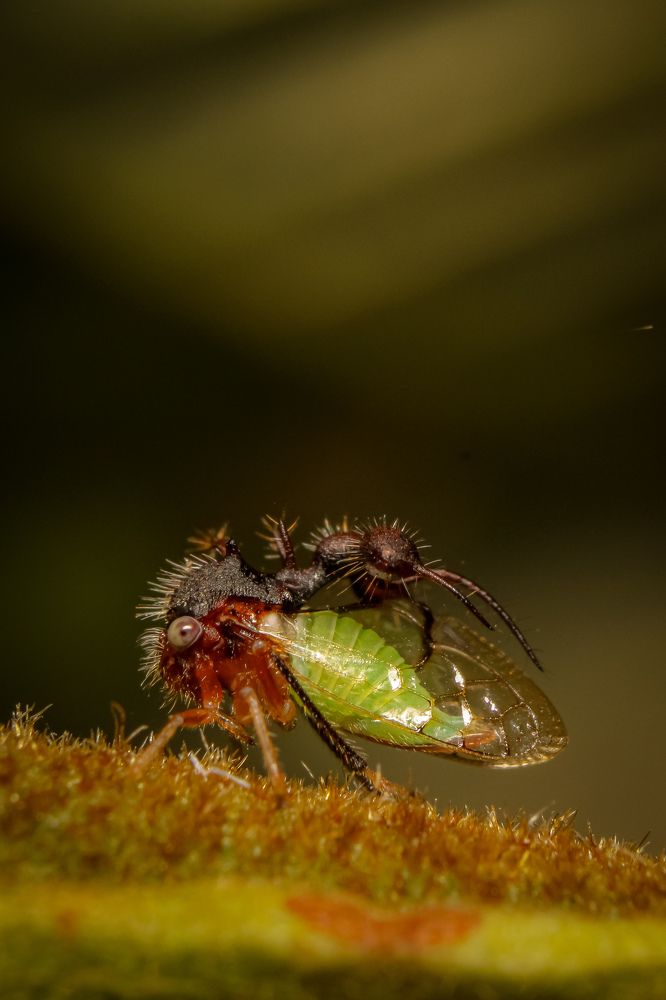 Photograph by Bruna Pinto Pereira