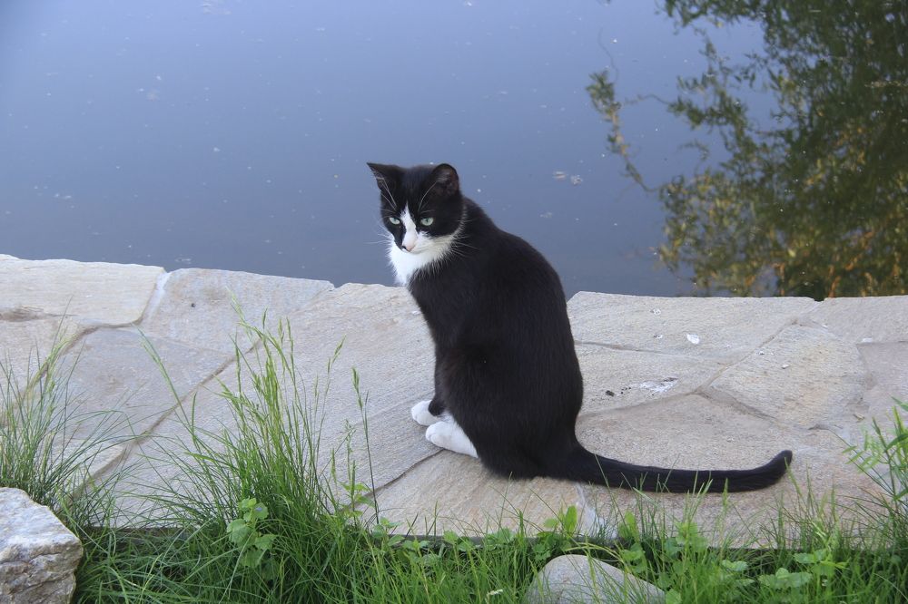 Чёрно-белый кот