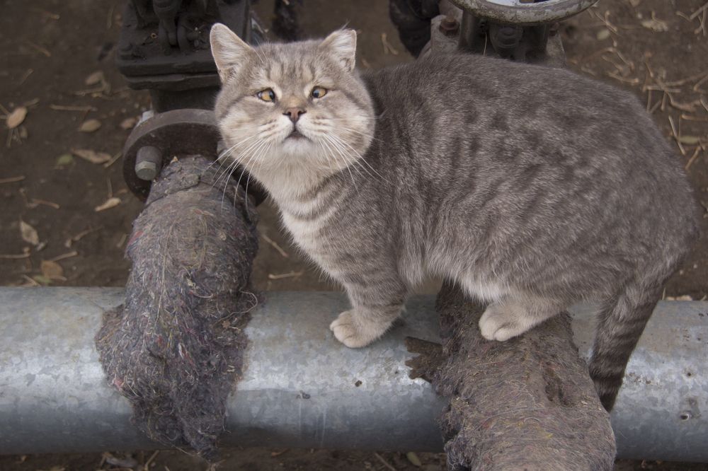 Косоглазый кот