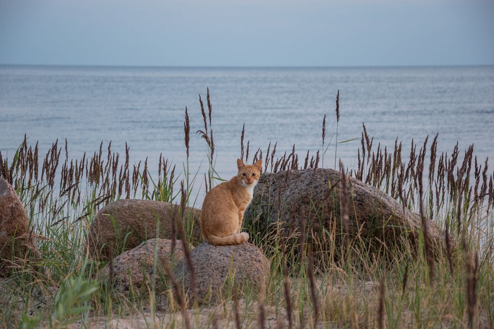 Photograph by Ирина Заворуева