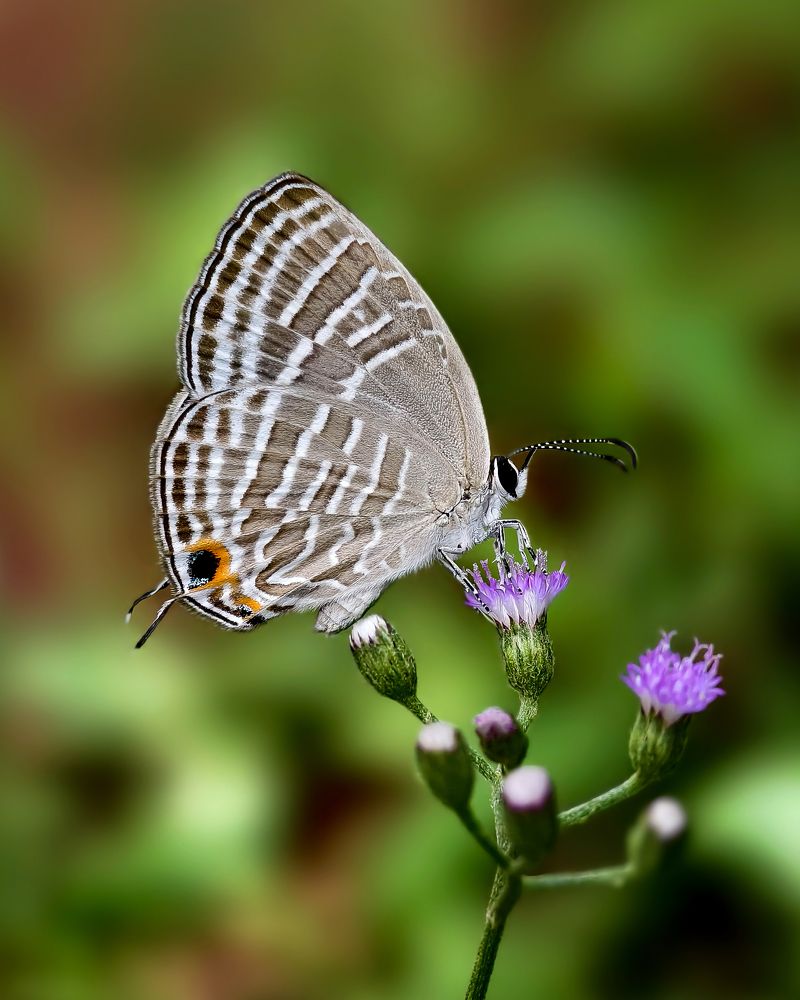 Photograph by Kedarnath M S