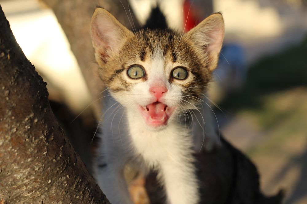 Photograph by Panagiotis Batatolis