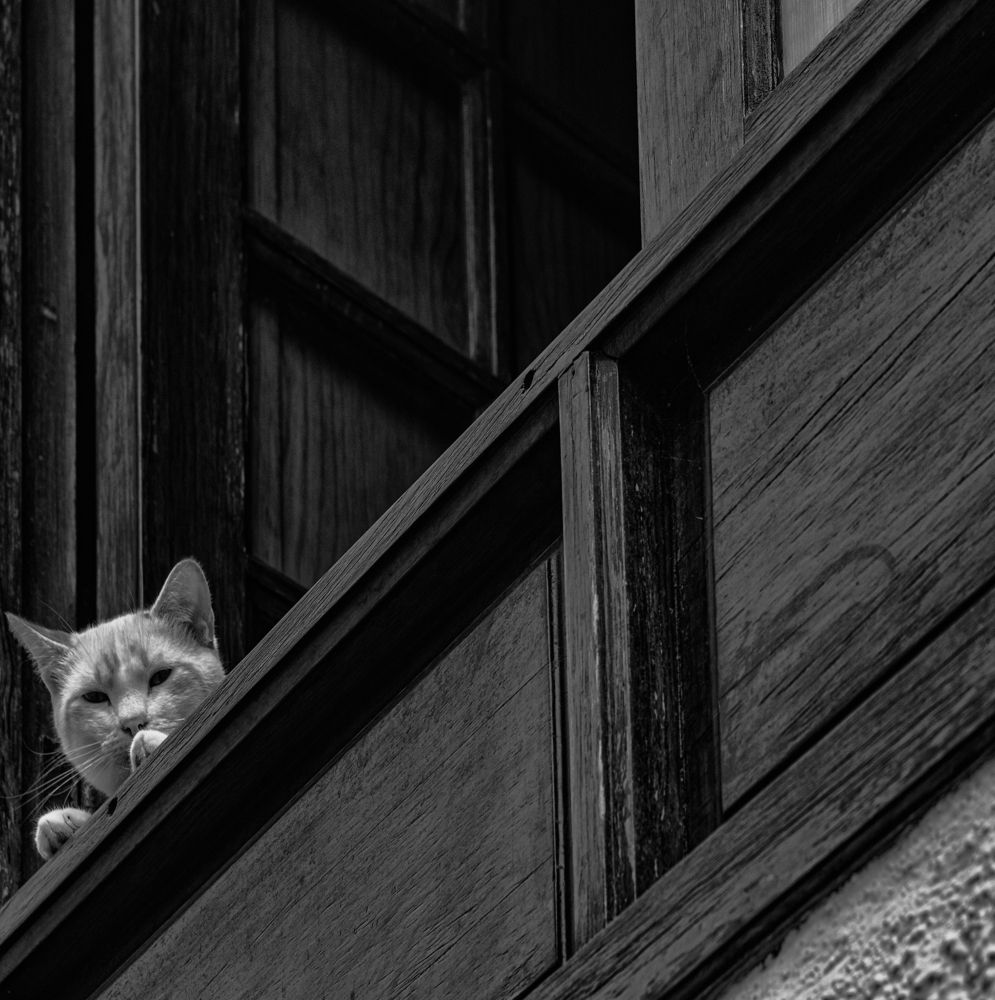 Photograph by Montserrat Alviani