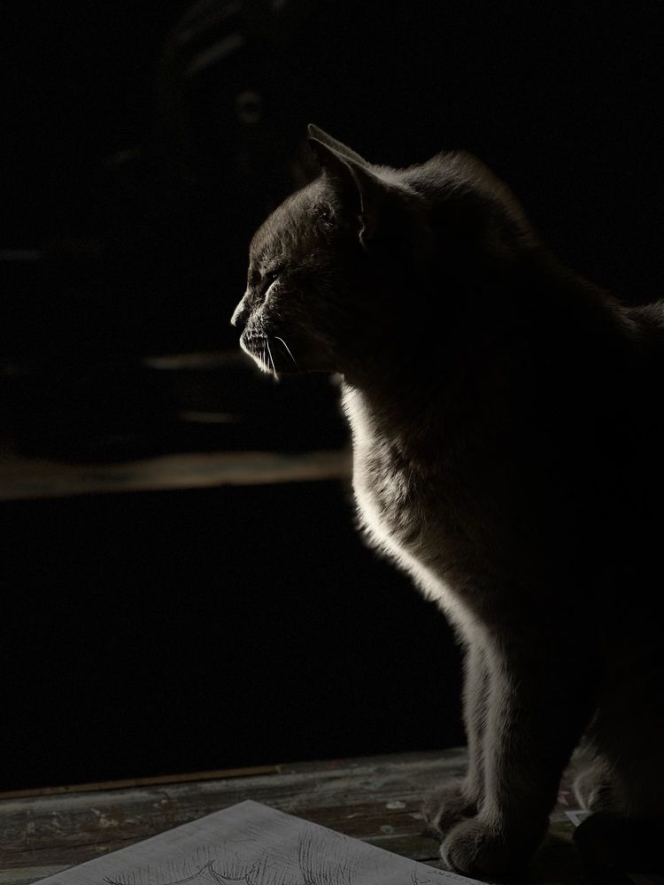 Фотография автора Светлана Кузьмина