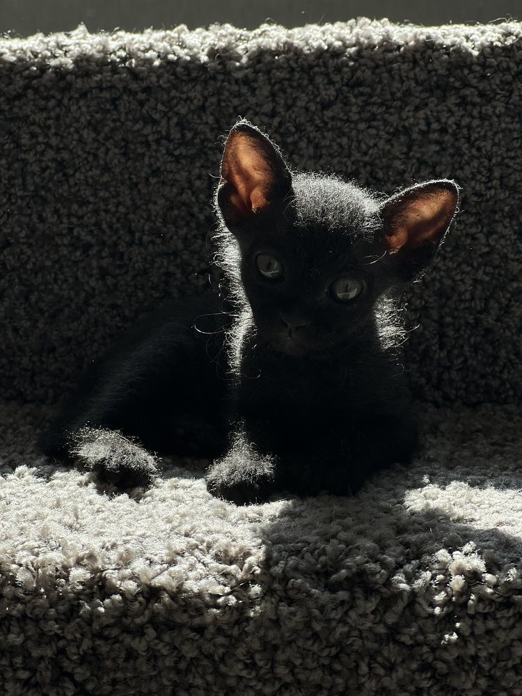 Фотография автора Светлана Кузьмина