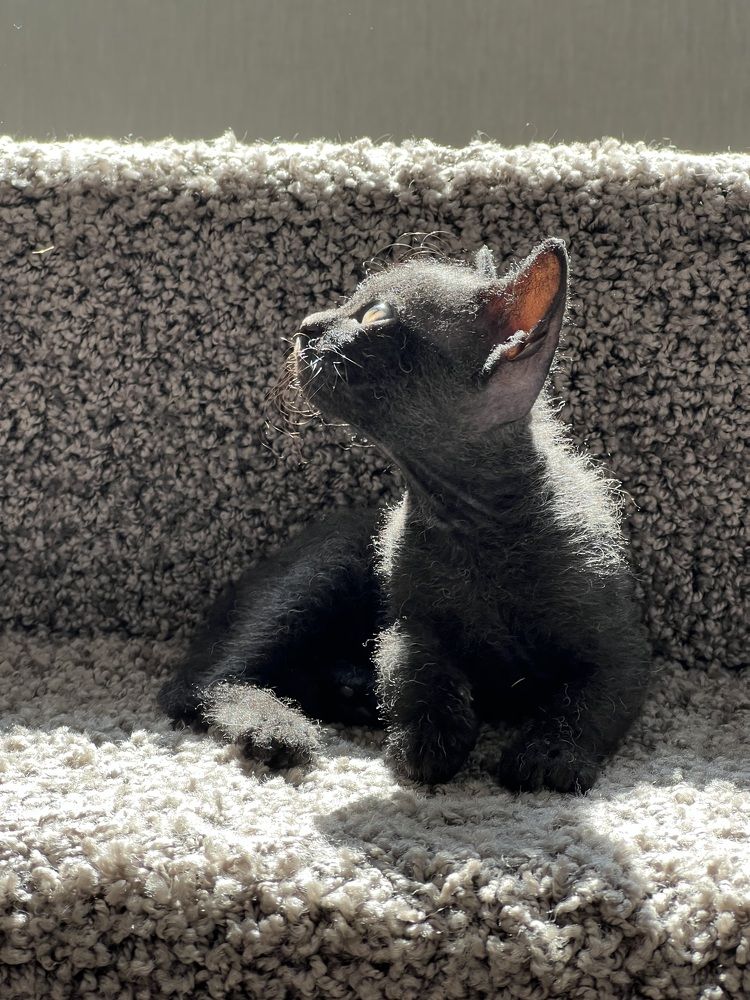 Фотография автора Светлана Кузьмина