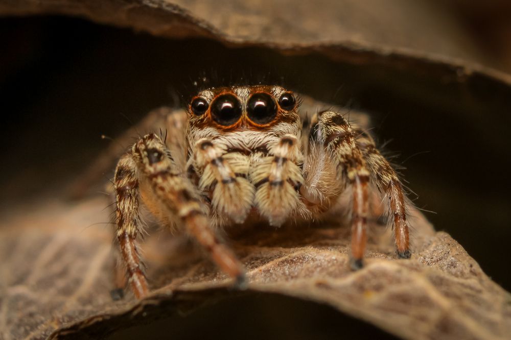 Photograph by Bruna Pinto Pereira