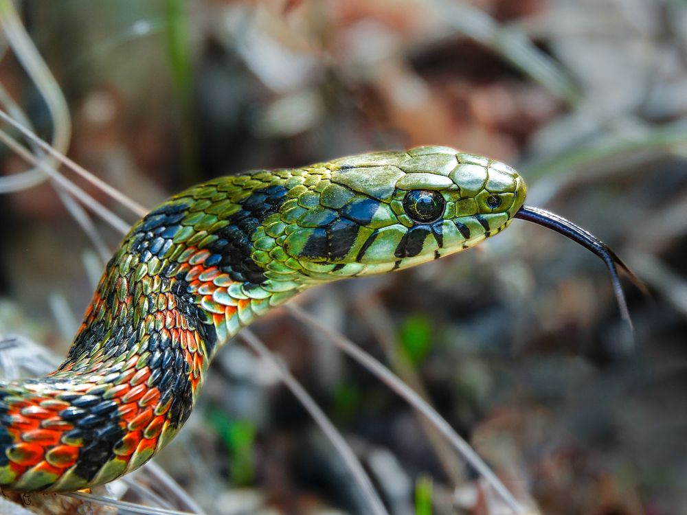 Хорошо ползается, в собственном году!