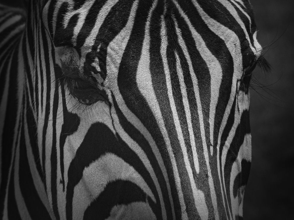 Photograph by Karen DLucca