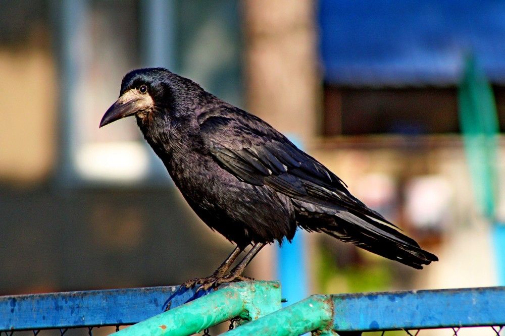 Photograph by Дмитрий Симагин