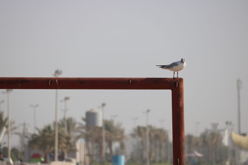 Photograph by Babak Akvan