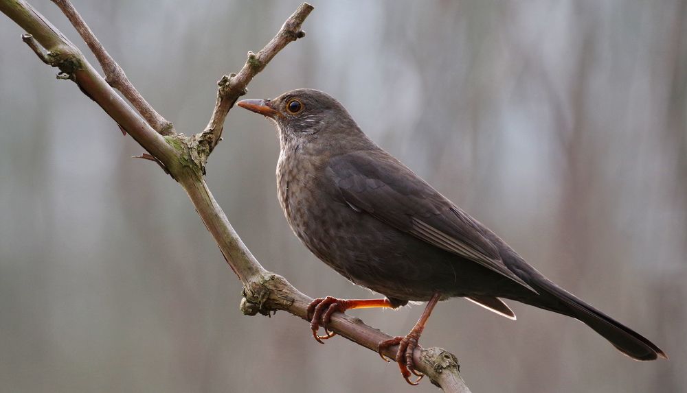 Фотография автора Сергей Гречихин