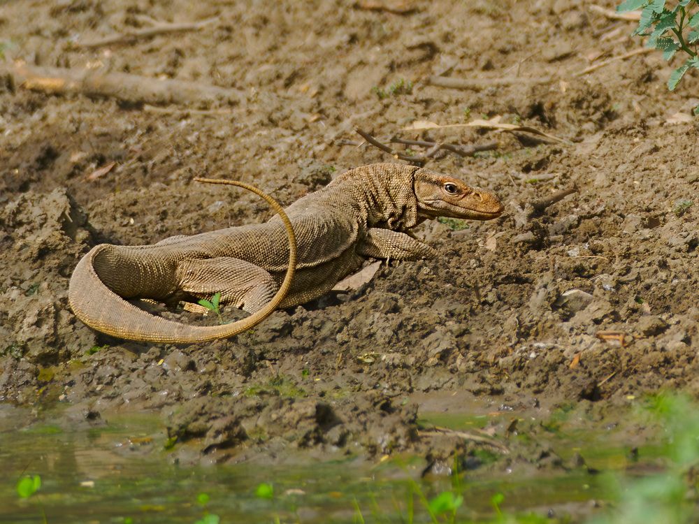 Photograph by RAJESH MAHAJAN