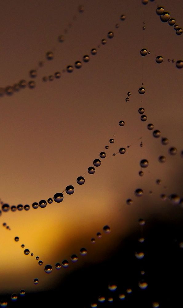 Сеть на закате