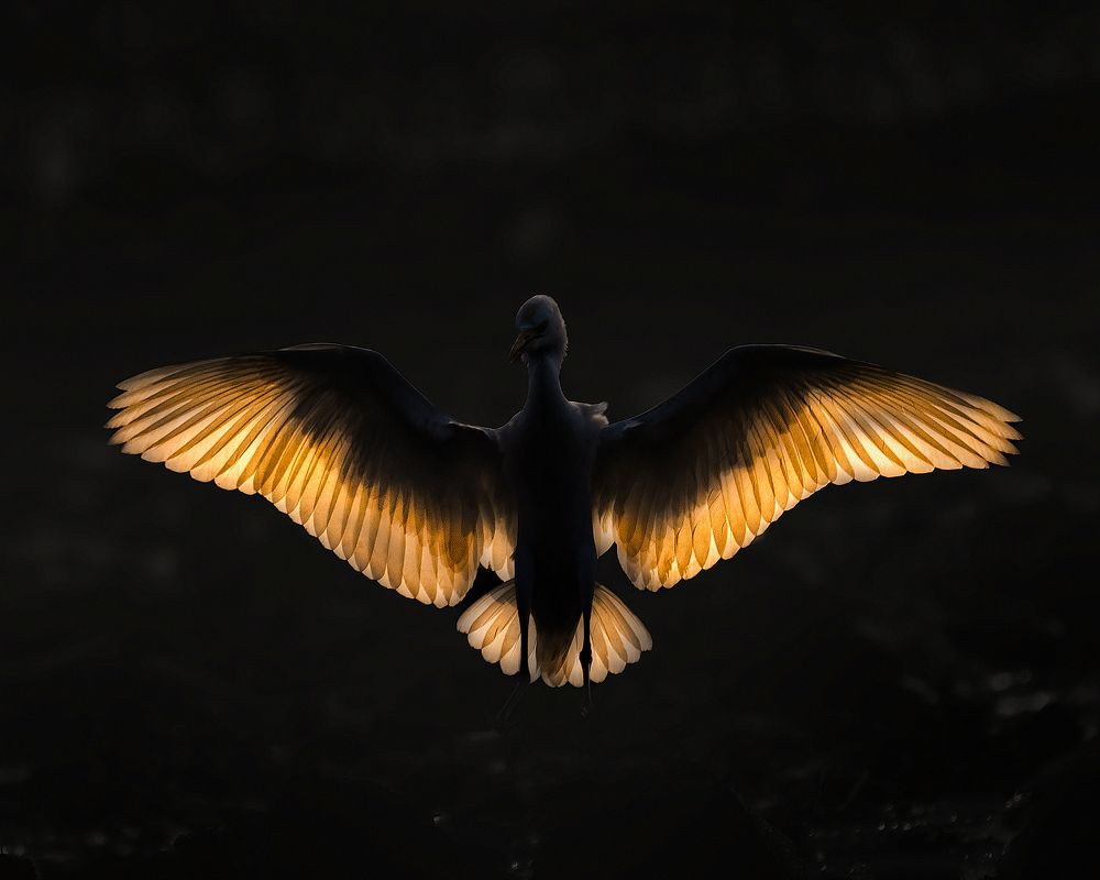 Photograph by Suprotap Chaki