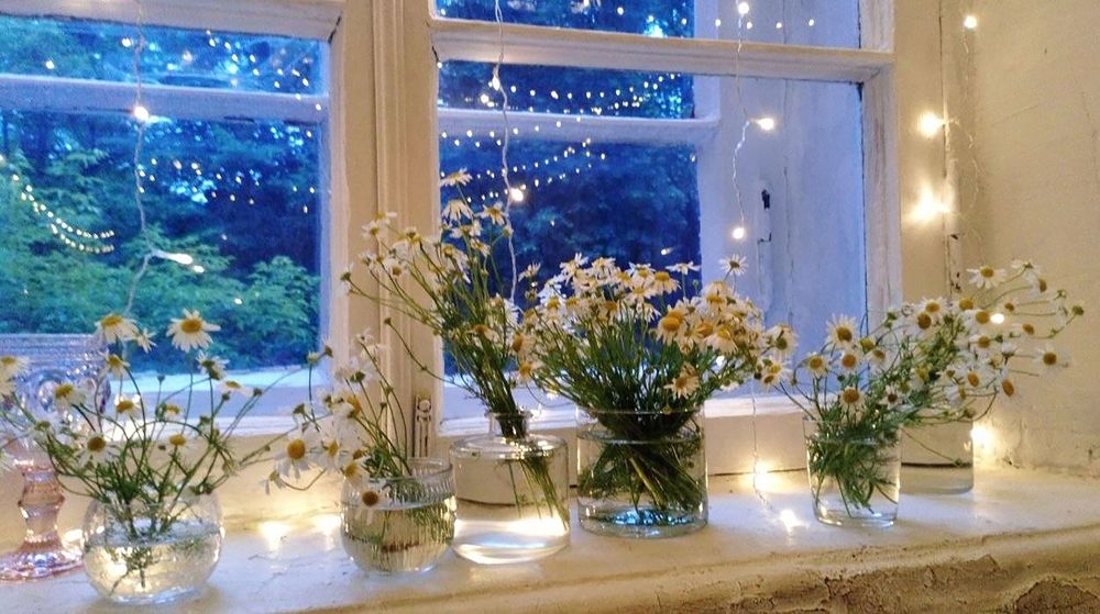 Ромашковый вечер