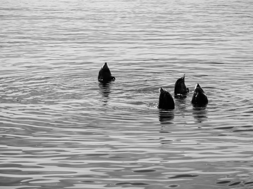 Photograph by Василий Николаев