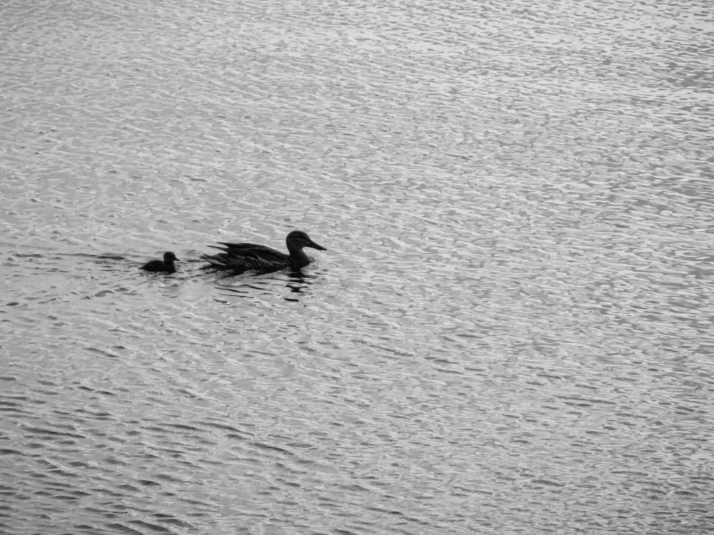 Photograph by Василий Николаев