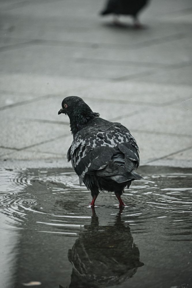 Фотография автора Екатерина Высоцкая