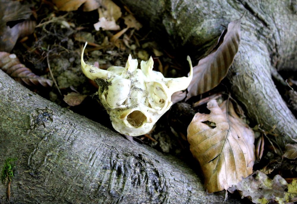 Чей-то череп?