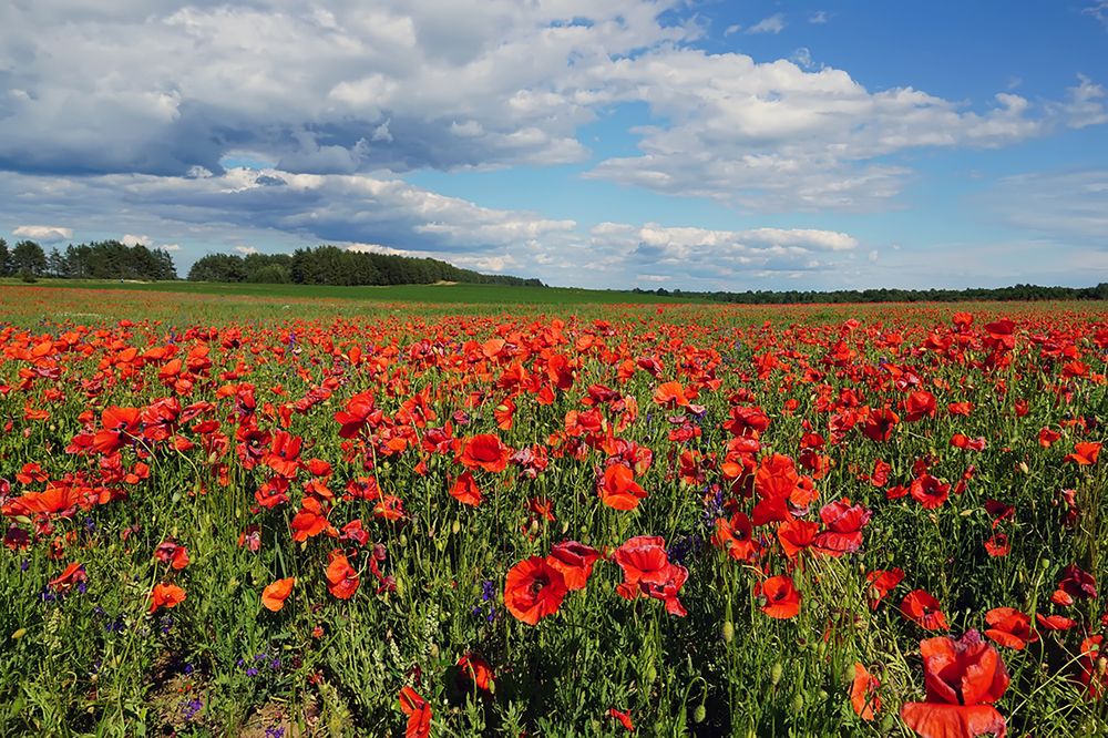 Photograph by Елена Белькова